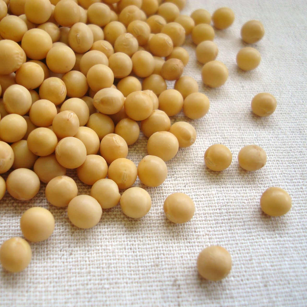 スズマル 30kg 2024年産 令和6年産 北海道産 小粒大豆 業務用紙袋 店舗発送