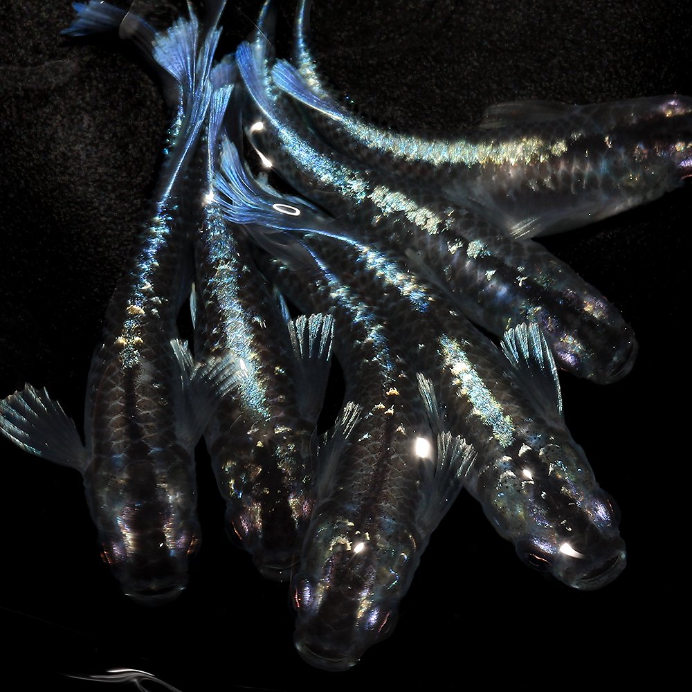 （めだか）ミッドナイトフリル　体外光タイプ　宮本養魚場ブリード（３匹）　北海道・九州航空便要保温　ＣＲＣ60―20―22―40―10