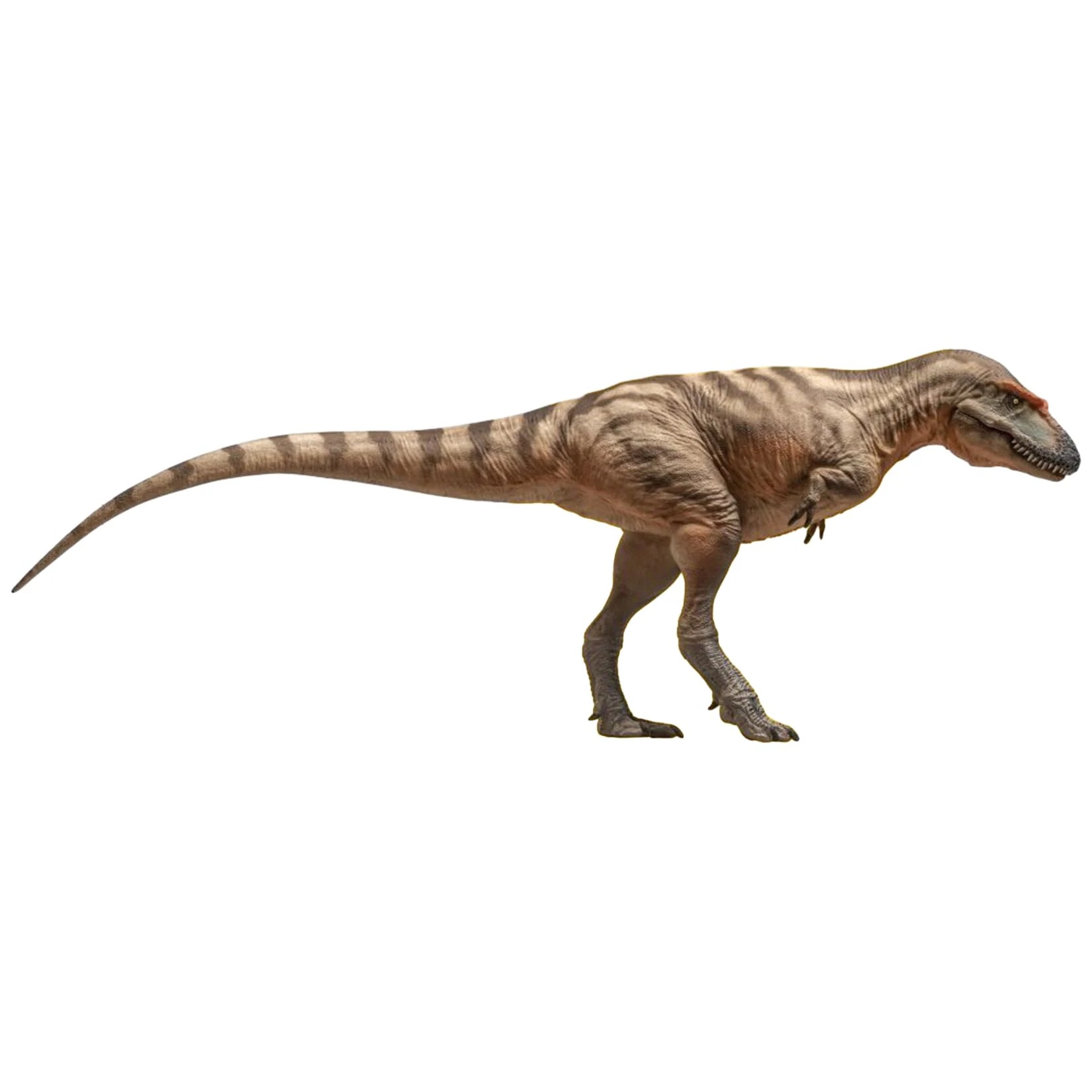PNSO 成長シリーズ 71 ゴルゴサウルス フィギュア 恐ろしいトカゲ ティラノサウルス科 白亜紀 25.8cm級 口開閉可能 肉食 恐竜 リアル PVC おもちゃ 科学 模型 恐竜好き