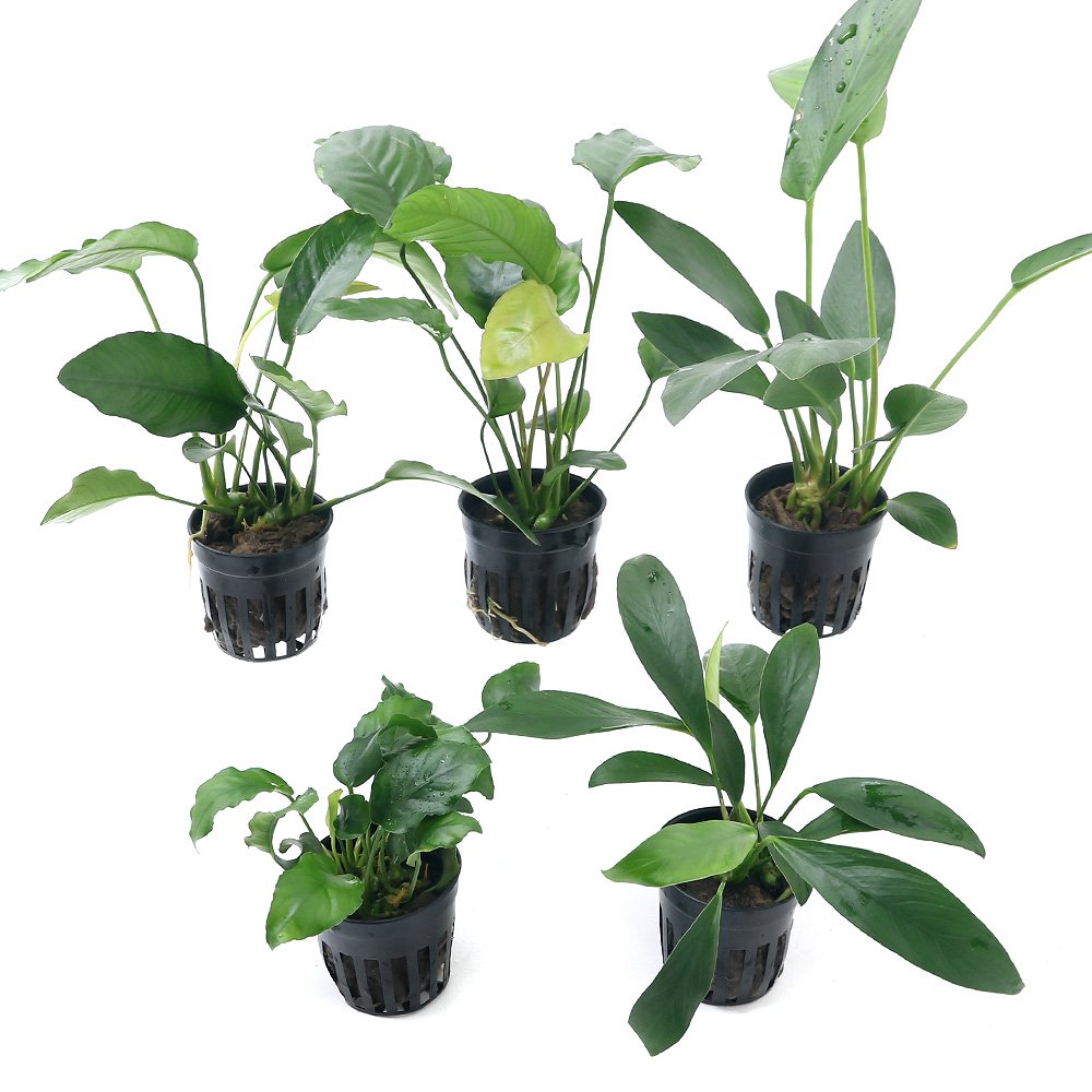 （水草）おまかせアヌビアス　レイアウト　セット（細葉・広葉系各２ポット　前景用１ポット）　ＣＲＣ12―13―60―10―00