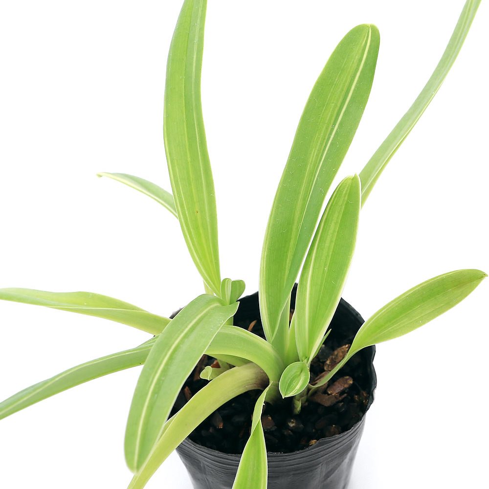 （観葉植物）洋ラン　パフィオぺディルム　インシグネ　バリエガータ　３．５ー４号（１鉢）　ＣＲＣ15―63―35―00―00