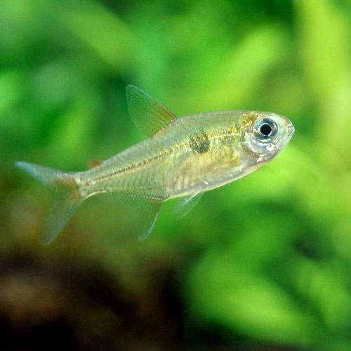 （熱帯魚）キャンディ・テトラ（１匹）　北海道・九州航空便要保温　ＣＲＣ13―20―10―20―00