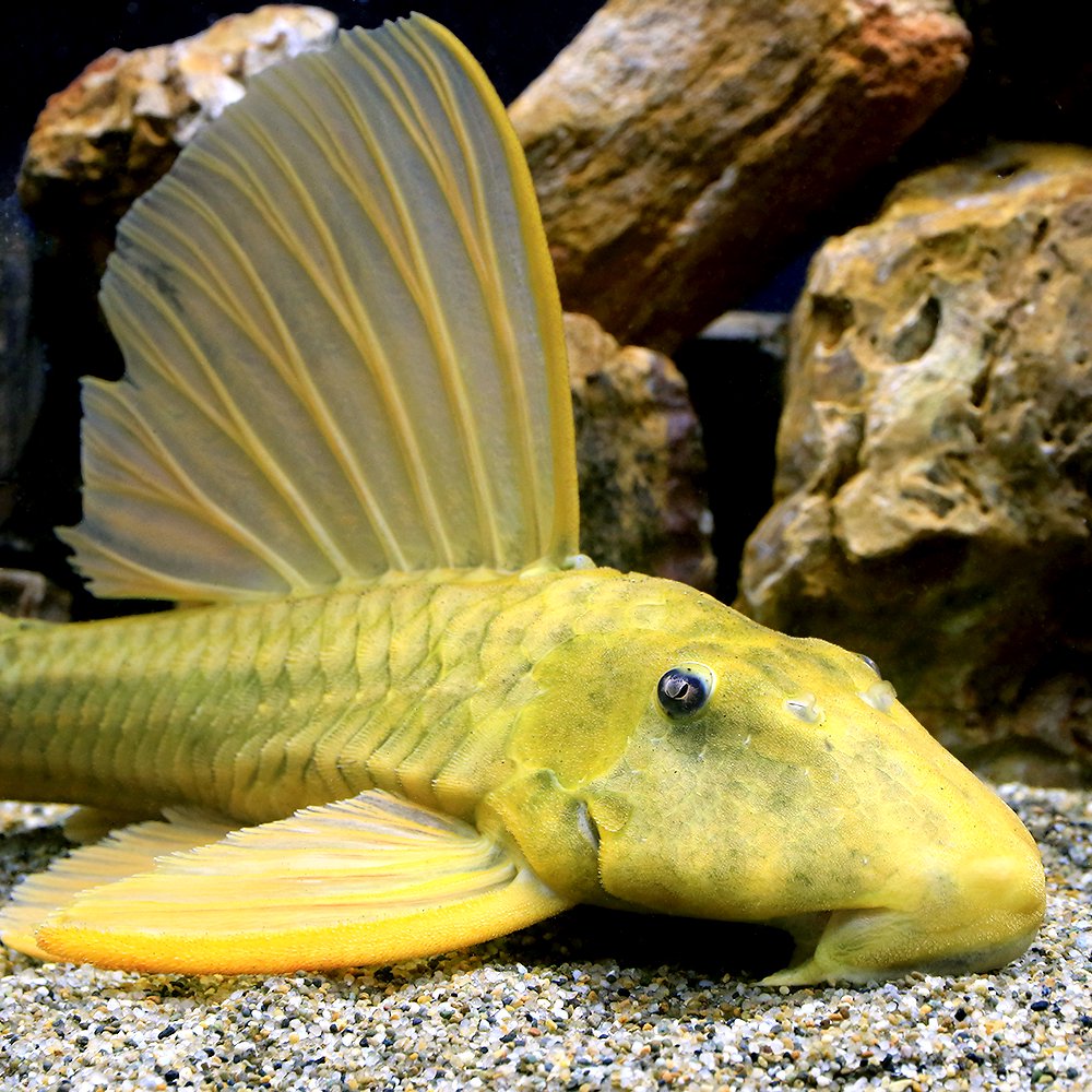 （熱帯魚）ゴールデンアンジェリカス・プレコ　フルゴールド（ワイルド）（１匹）　北海道・九州航空便要保温　ＣＲＣ13―44―60―00―00