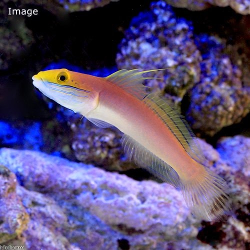 （海水魚）アカネハゼ（１匹）　ＣＲＣ26―30―24―30―00