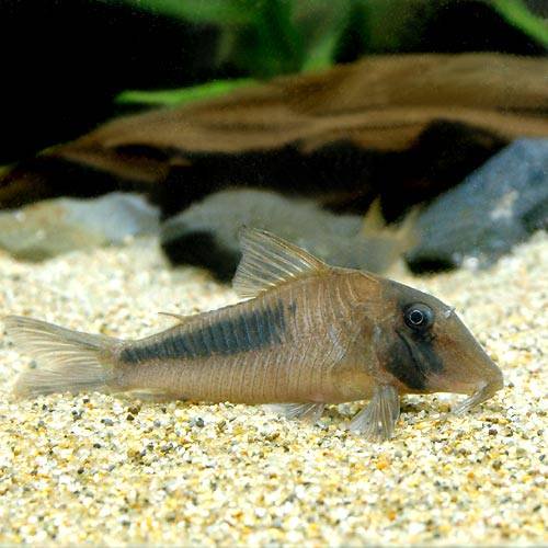 （熱帯魚）コリドラス・アマパエンシス（ワイルド）（１匹）　北海道・九州航空便要保温　ＣＲＣ13―36―60―00―00