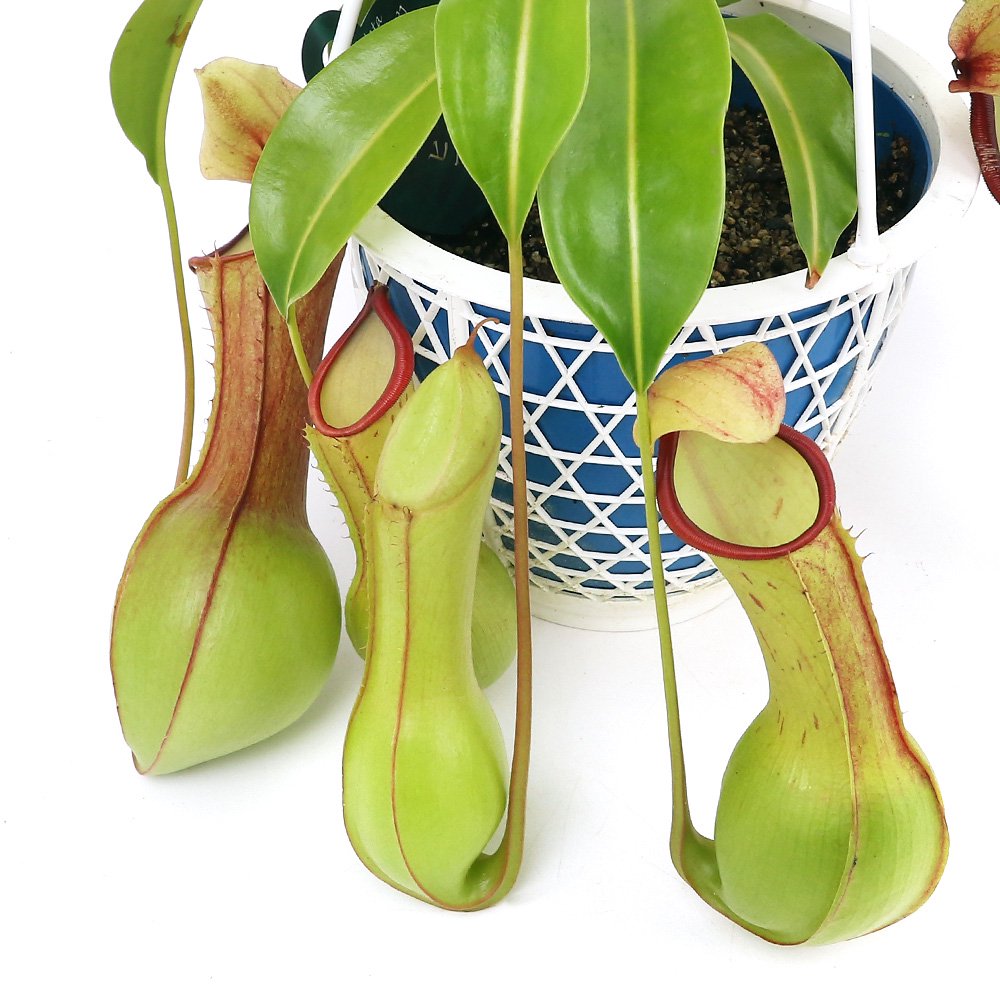 （食虫植物）ウツボカズラ　ネペンテス　アラタ　ヒスイ　吊り鉢タイプ　５号（１鉢）　ＣＲＣ15―40―05―00―00