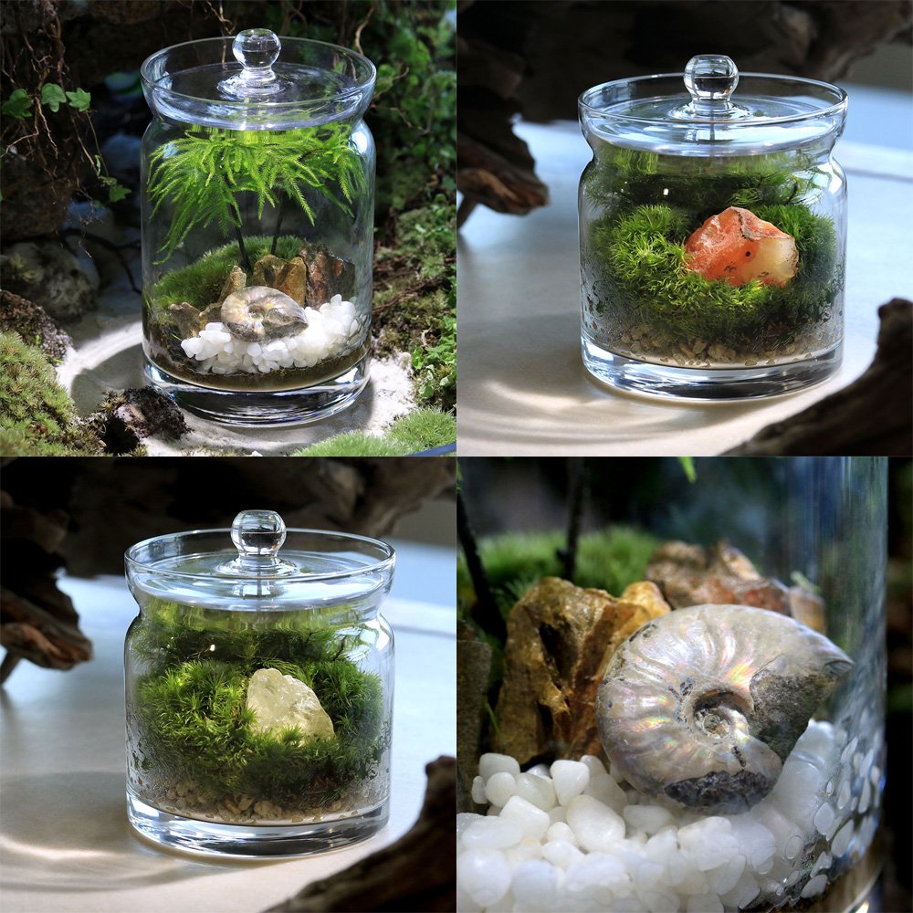 （観葉植物）苔テラリウム　地球の歴史を感じよう　鉱石・化石レイアウト３種セット　虹色アンモナイト　カーネリアン　シトリン　育て方の説明書付（１セット）　ＣＲＣ15―70―40―00―00