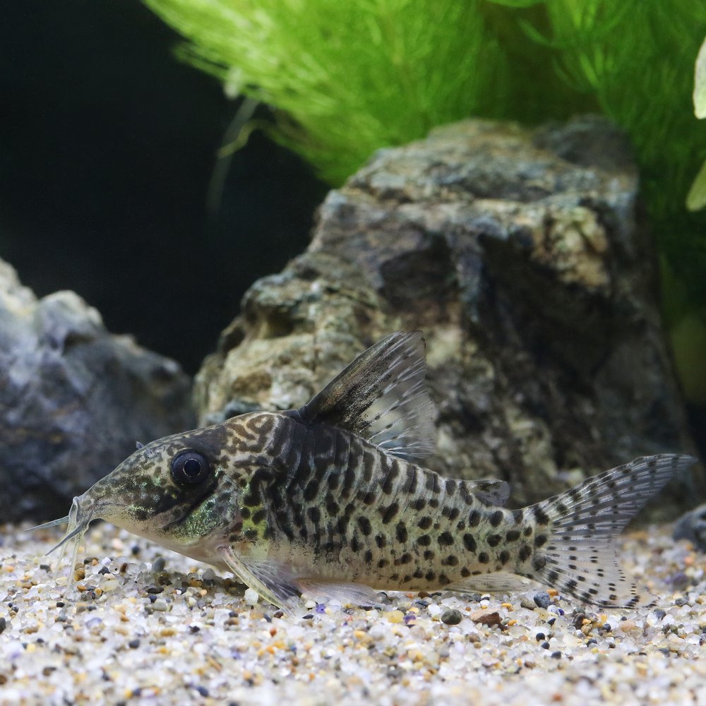 （熱帯魚）コリドラスｓｐ．キンチャン（ワイルド）（１匹）　北海道・九州航空便要保温　ＣＲＣ13―36―50―00―00