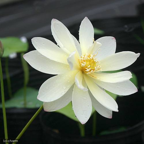 （ビオトープ）蓮　ハス（桃ー白黄）　小三色蓮（ショウサンシキレン）（１ポット）　ＣＲＣ15―10―30―30―10