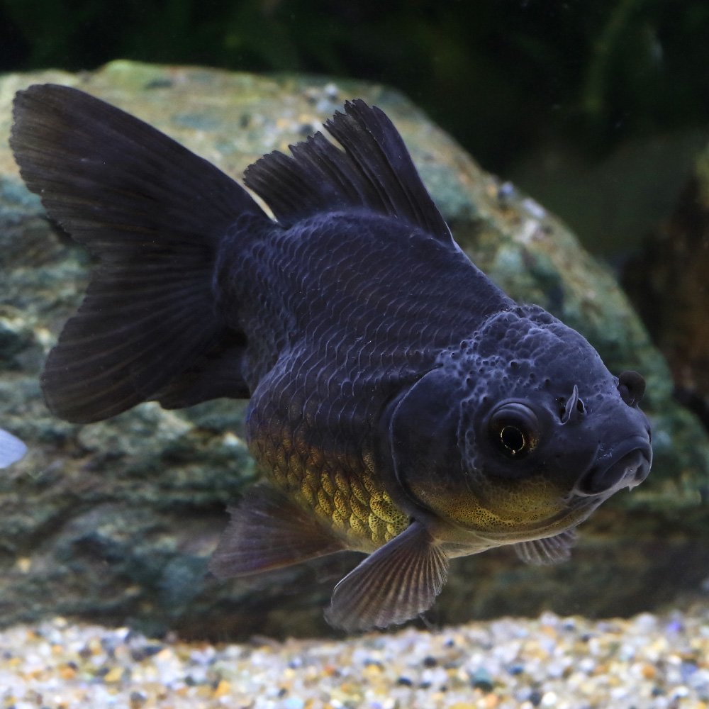 （国産金魚）薩摩オタマ金魚ミックス（１０匹）　ＣＲＣ60―15―50―99―00