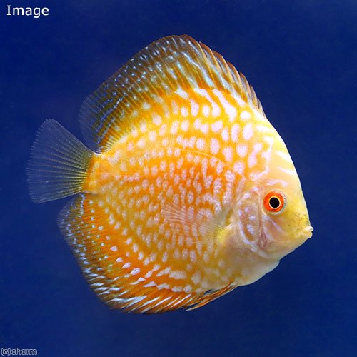 （熱帯魚）ゴールデンラフレシア・ディスカス（Ｓサイズ）（１匹）　北海道・九州航空便要保温　ＣＲＣ13―31―10―00―00