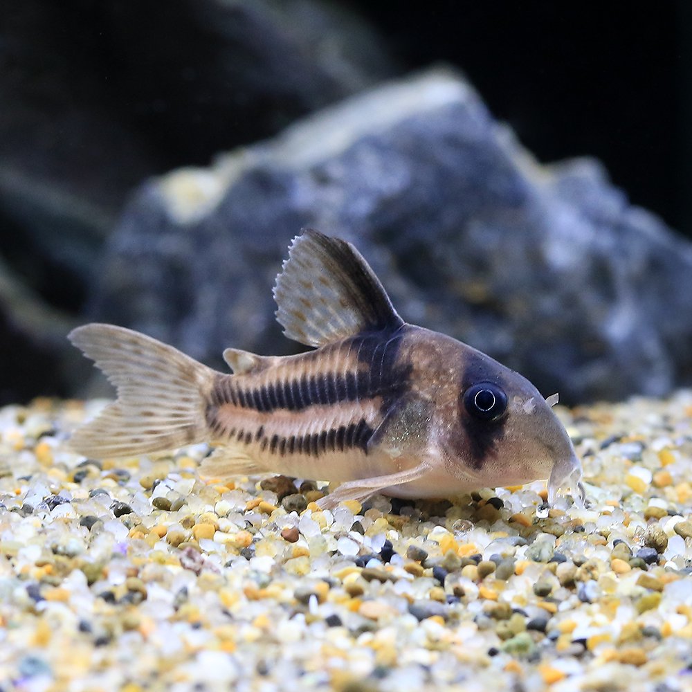（熱帯魚）コリドラス・スーパーアンチェスター（ブリード）（１匹）　北海道・九州航空便要保温　ＣＲＣ13―36―20―00―00