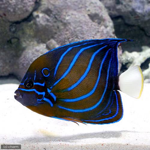 （海水魚）ヤッコ　ワヌケヤッコ　成魚（１匹）　北海道・九州航空便要保温　ＣＲＣ26―30―05―30―00