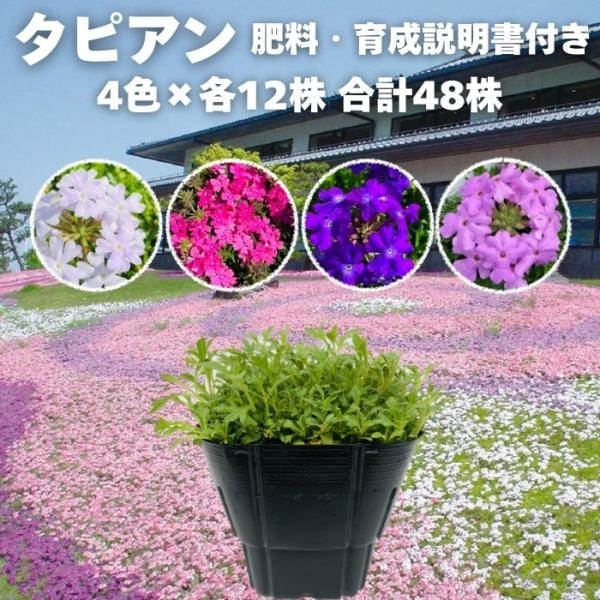 タピアン 4品種×各12株 合計48株 9cmポット苗 肥料付き 3号 バーベナ属 サントリーフラワーズ グランドカバー 常緑 多年草 宿根草 雑草対策 下草