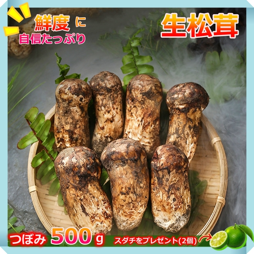 松茸 500g 2024 中国産 【つぼみ】 秋の味覚 家族用 鮮度がよく 香り豊かな 生松茸 プレゼント 秋のバーベキュー パーティー【Bigイベント】 家族団らん