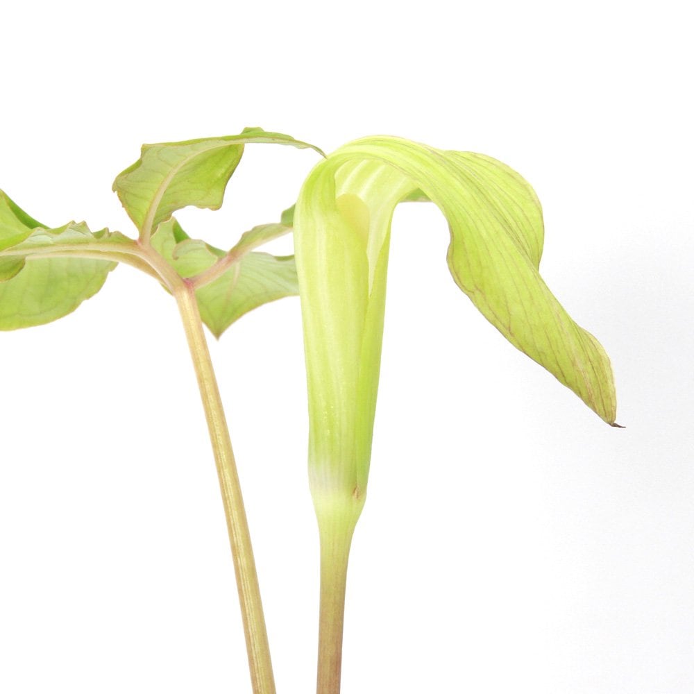 （山野草）テンナンショウ（天南星）ミドリテンナンショウ（緑天南星）Ｍサイズ　１球入り　３号（１ポット）（休眠状態）　ＣＲＣ15―35―45―00―00