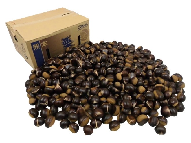 =利平栗= 大粒2L以上 約10kg 裂果 熊本産/愛媛産など 訳あり 予約 9月末以降