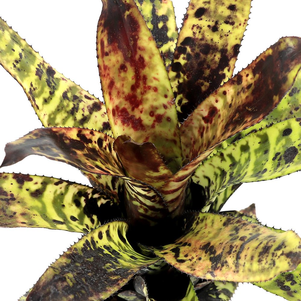 （観葉植物）エクメア　オーランディアナ　３号（１鉢）タンクブロメリア　ＣＲＣ17―85―60―00―00