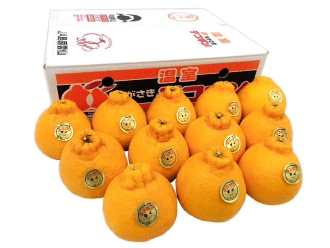 長崎産 =デコポン= 秀品 6-15玉前後 約3kg 予約 1月下旬以降