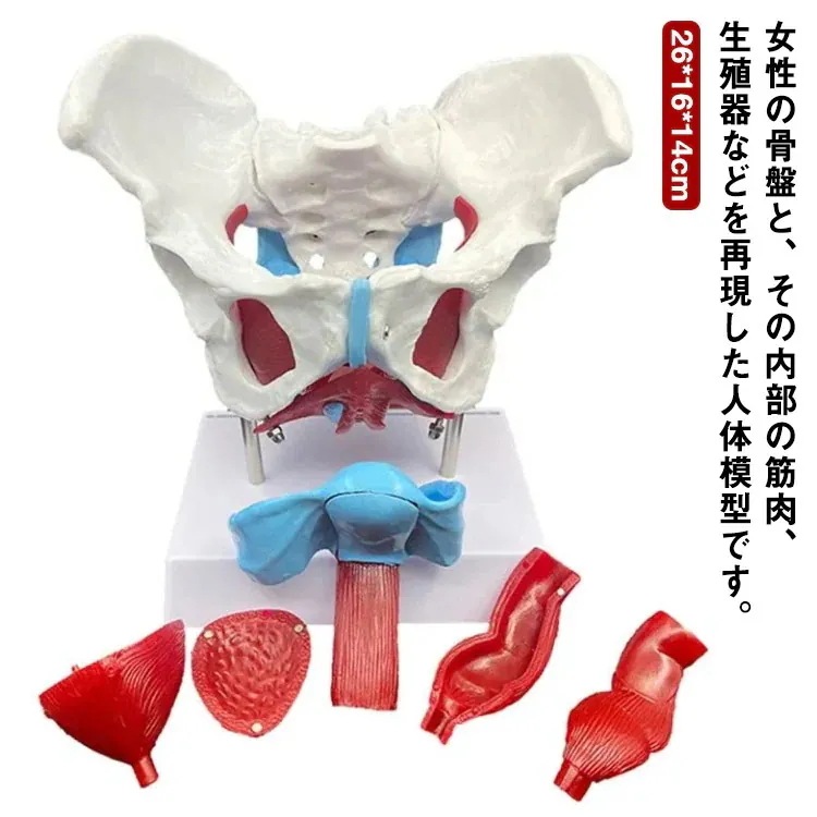 女性の骨盤 人体模型 骨盤模型 骨盤 模型 女性 子宮膣 卵巣 膀胱 直腸 模型 間接模型 骨格模型 骨格標本 骨模型 骸骨模型 人骨模型 骨格 人体 モデル 骸骨 教材 実験 接骨院 整骨院 生物