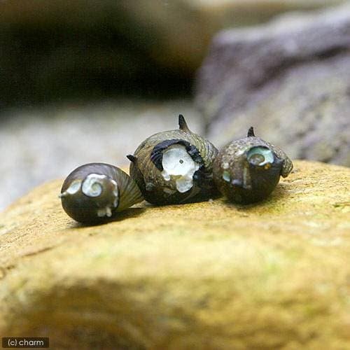 （エビ・貝）（Ｂ品）サザエ石巻貝（５０匹）　ＣＲＣ13―80―11―00―00