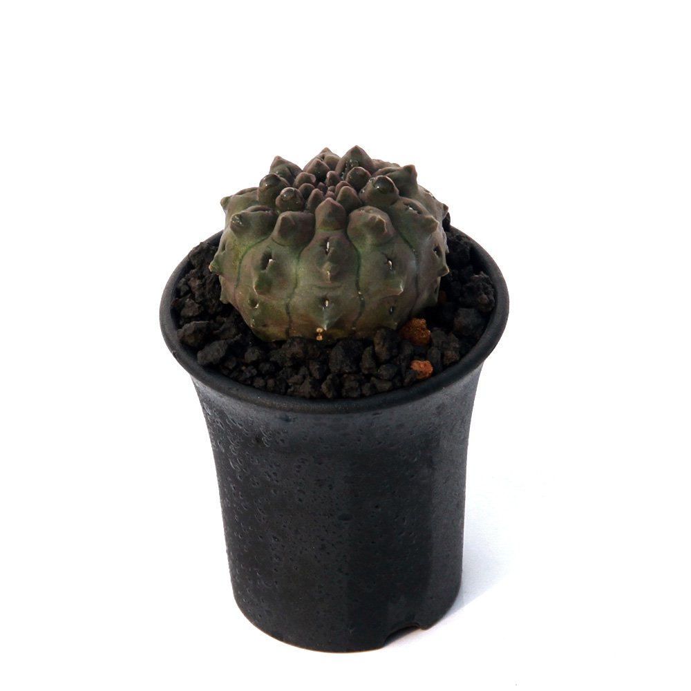 （多肉植物）サボテン　ネオポルテリア　オクルタ　２．５号（１鉢）　ＣＲＣ15―95―00―00―00