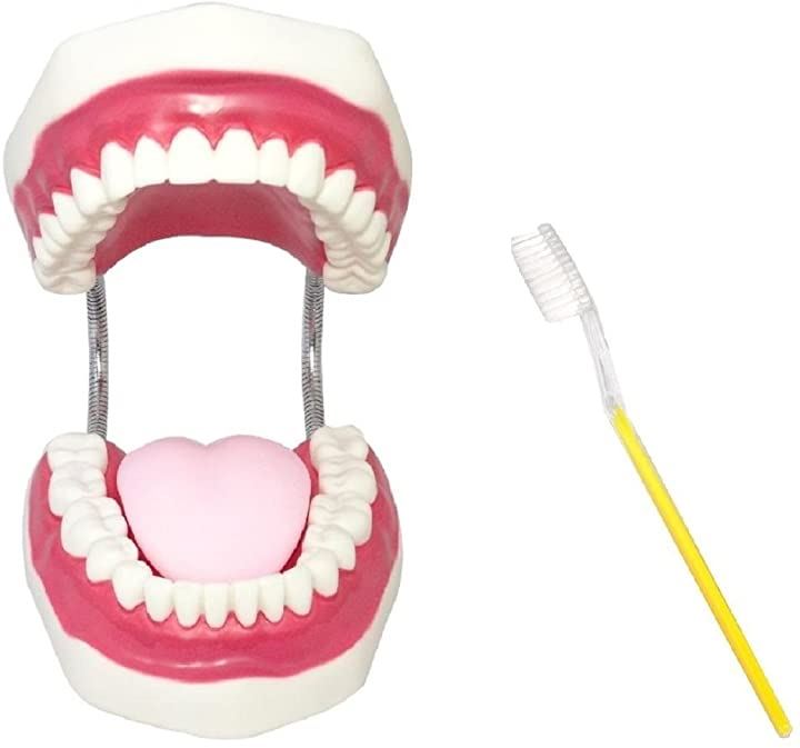 シーエムワイ セレクト 歯 模型 歯列模型 歯模型 大型 モデル 無段階 開閉式 歯ブラシ セット(歯ブラシセット, 1個 (x 1))