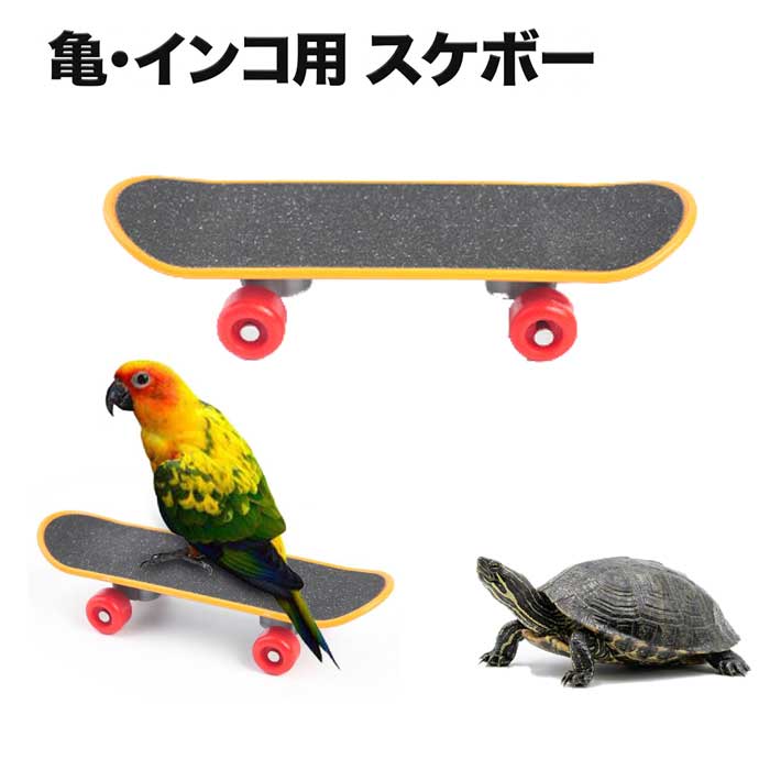 Qoo10] 亀 スケボー インコ おもちゃ スケート