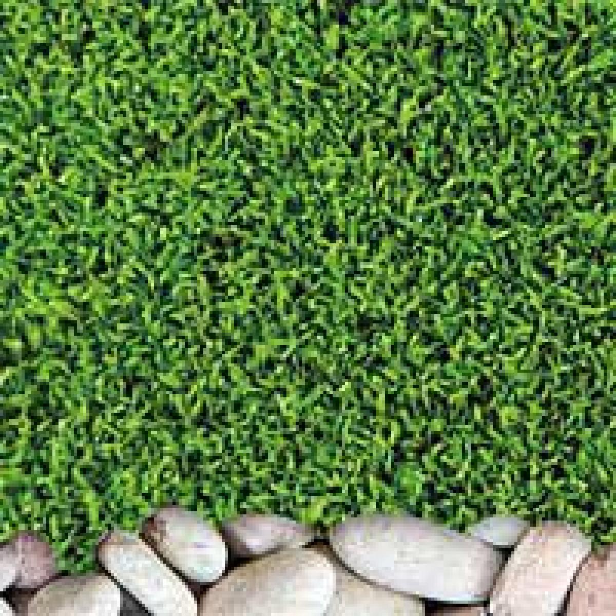 デュポン DuPont 人工芝 リアリーターフ ショート 16mm 2×5m巻 RET16-2-5K 抗菌 防炎 防カビ 静電気抑制 グリーンフィールド