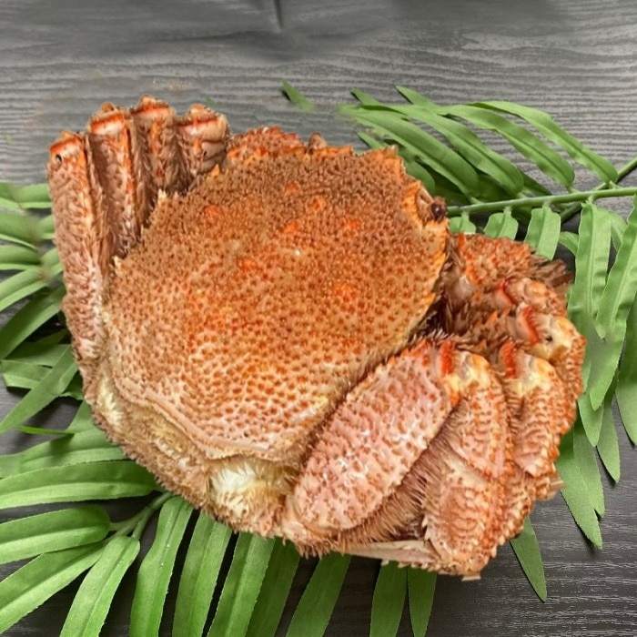 特大毛蟹　1尾（750ｇサイズ）　北海道産　ボイル　付け足　冷凍　一部訳あり　お中元　お歳暮　母の日　父の日　毛蟹　毛ガニ　けがに　毛がに