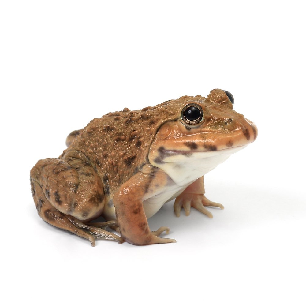 （両生類）ババトラフガエル　Ｍサイズ（１匹）　ＣＲＣ17―05―35―40―00
