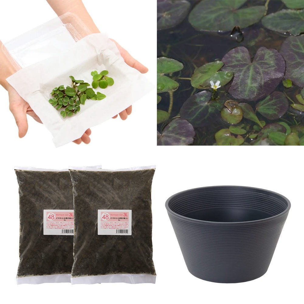（ビオトープ）（水草）はじめての水生植物栽培セット　ヒメシロアサザ　睡蓮鉢　本州四国限定　お一人様１点限り　ＣＲＣ15―10―50―75―00