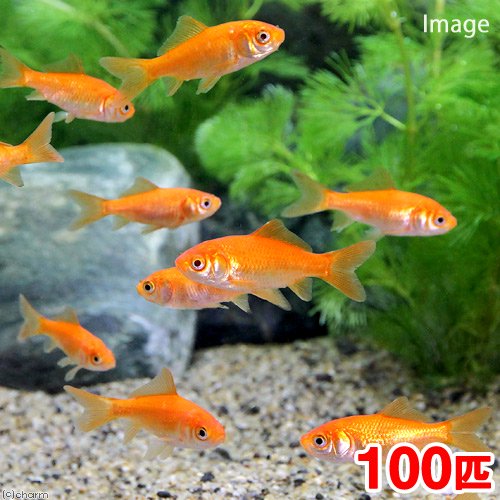 （国産金魚）死着保証なし　生餌　小赤　エサ用金魚　大和郡山産（１００匹）　エサ金　餌金　活餌　ＣＲＣ60―15―50―10―00