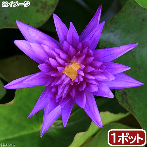 （ビオトープ）睡蓮　熱帯性睡蓮（スイレン）（青）　キング・オブ・サイアム（１ポット）（休眠株）　ＣＲＣ15―10―23―40―00