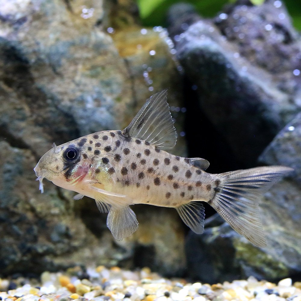 （熱帯魚）コリドラスｓｐ．レナ（ブリード）（１匹）　北海道・九州航空便要保温　ＣＲＣ13―36―20―00―00