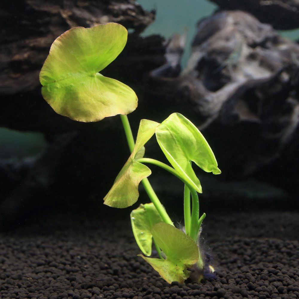 （水草）オゼコウホネ　根茎３ー１０ｃｍ（水上葉）（無農薬）（１株）　ＣＲＣ12―74―50―00―00