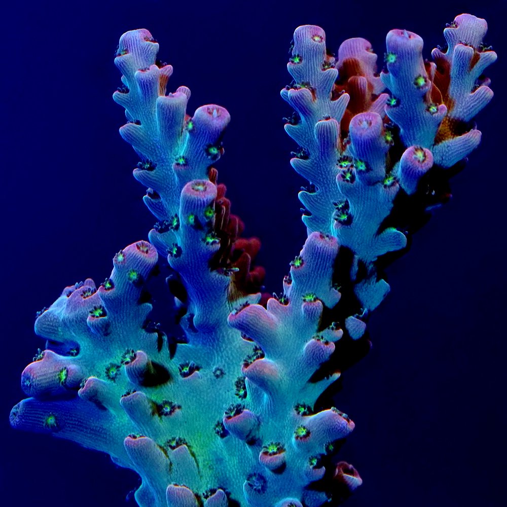 （サンゴ）フラグサンゴ　オーストラリア産　ミドリイシｓｐ．　ハイグレード　ポリカプラグ付き（１個）ｗｈ‐６２　北海道・九州航空便要保温　ＣＲＣ26―50―80―00―00