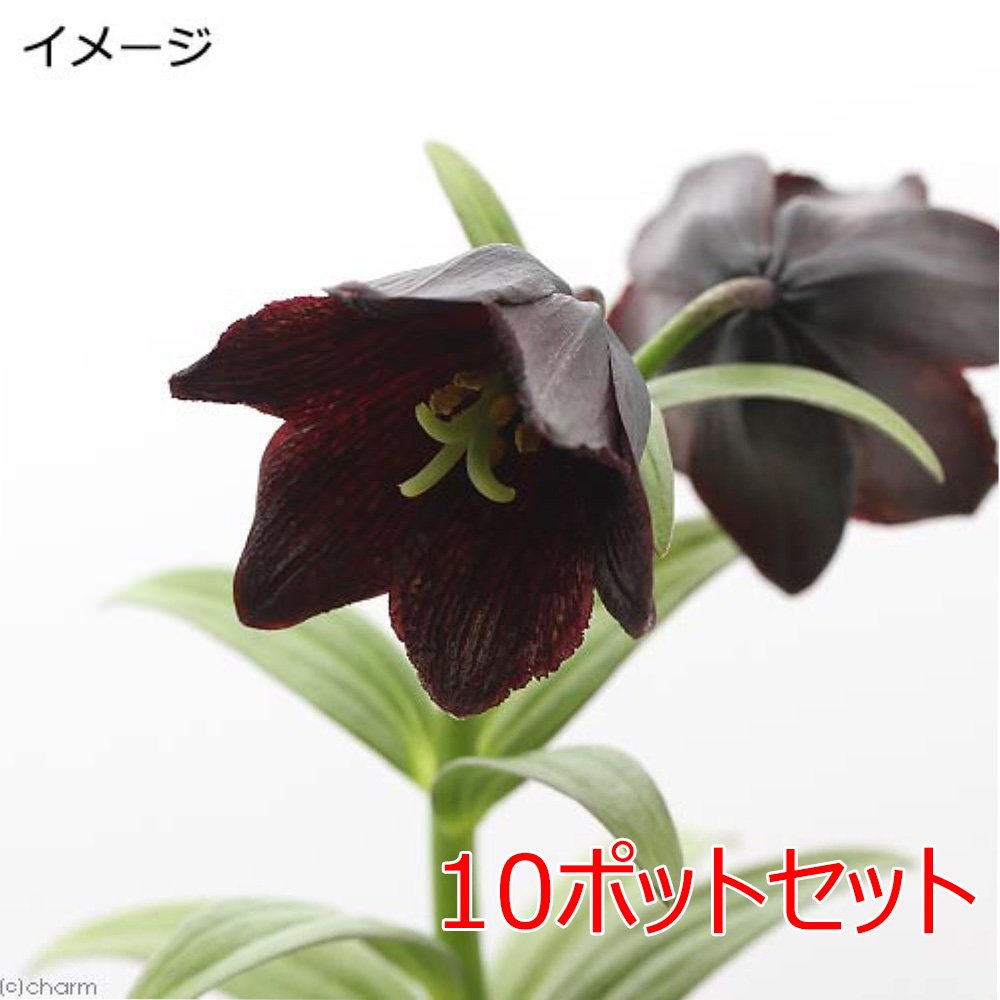 （山野草）ユリ（百合）クロユリ（黒百合）３ー４号（１０ポットセット）　ＣＲＣ15―35―12―00―00