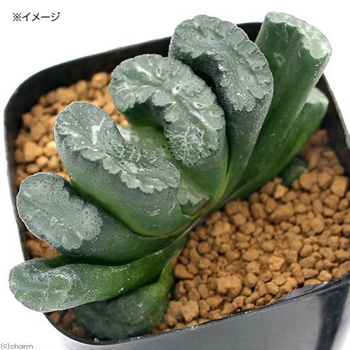 （多肉植物）ハオルチア　玉扇　大窓紫模様特美　北斎　３号（１鉢）　ＣＲＣ15―60―50―00―00