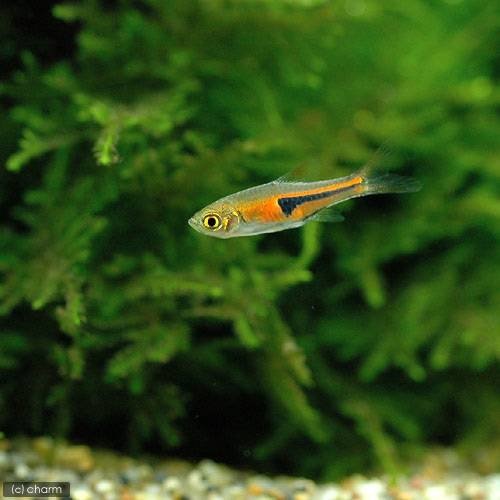 （熱帯魚）ラスボラ・エスペイ（３０匹）　北海道航空便要保温　ＣＲＣ13―24―32―00―00