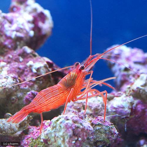 （海水魚）エビ　ペパーミントシュリンプ（ワイルド）（３匹）カーリー対策　北海道・九州航空便要保温　ＣＲＣ26―40―10―10―00
