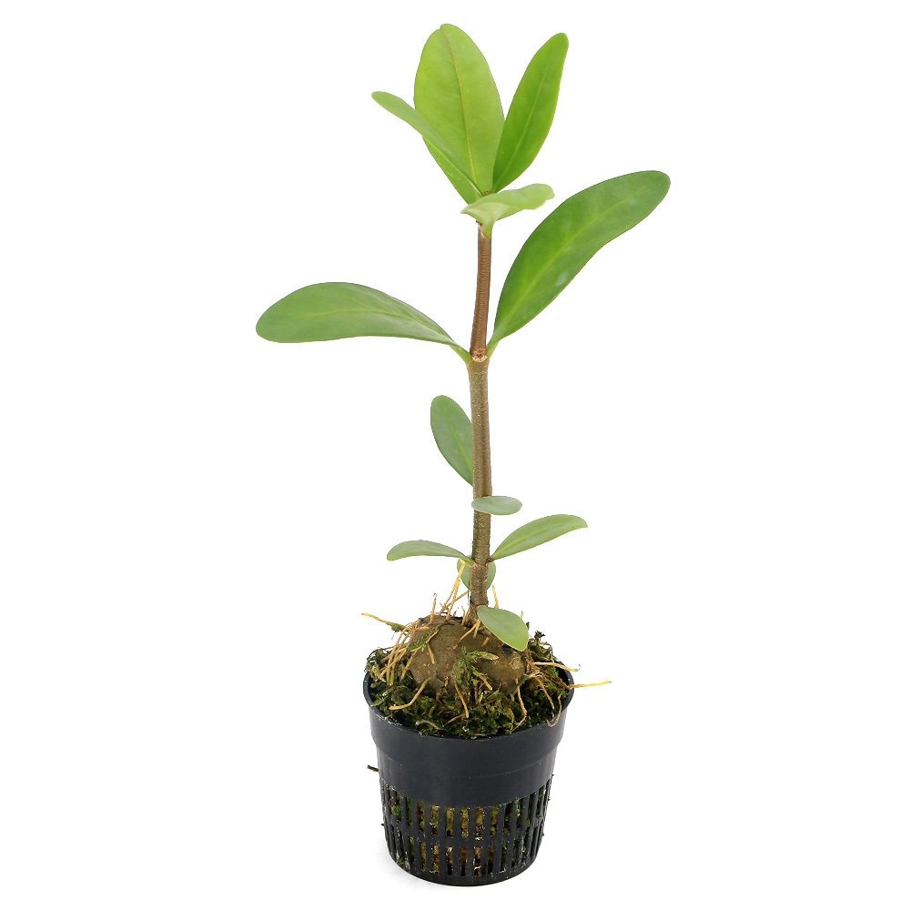 （観葉植物）ヒドノフィツム　フォルミカルム（ｗｒｉｎｋｌｅ　ｔｕｂｅｒ）Ｎｕｅｖａ　Ｖｉｚｃａｙａ　Ｌｕｚｏｎ（１ポット）　ＣＲＣ12―88―01―00―00