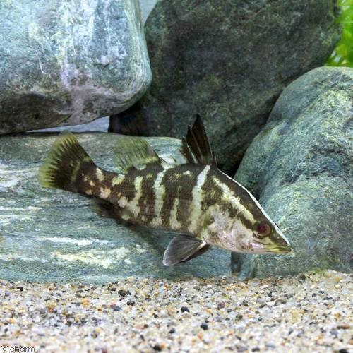 （淡水魚）アカメ　Ｍサイズ（３匹）　ＣＲＣ60―30―40―00―00
