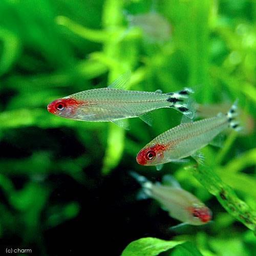 （熱帯魚）ラミーノーズ・テトラ　マナウス（ワイルド）（５匹）　北海道・九州航空便要保温　ＣＲＣ13―20―10―10―00