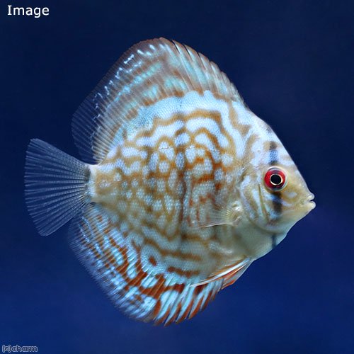 （熱帯魚）ブリリアントターコイズ・ディスカス（Ｓサイズ）（１匹）　北海道航空便要保温　ＣＲＣ13―31―10―00―00