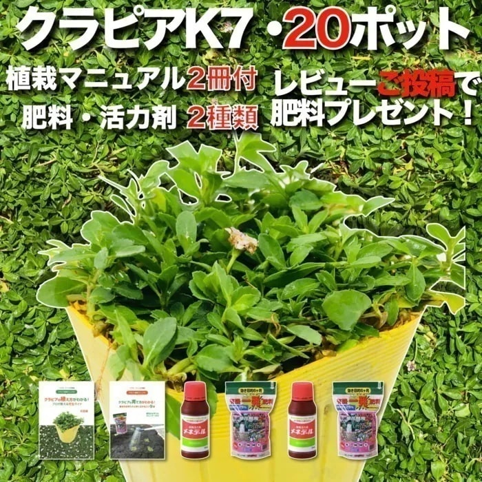 クラピア K7 (白) 新品種 9cmポット苗 20鉢 すくすくセット 有機入り一発果菜肥料 メネデール付き