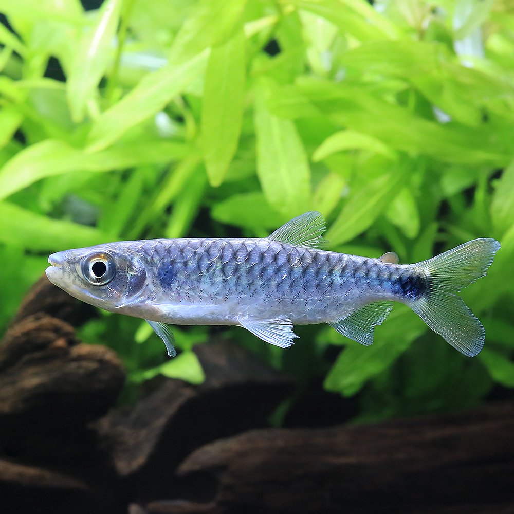 （熱帯魚）ブリキヌス　マクロレピドータス（１匹）　北海道・九州航空便要保温　ＣＲＣ13―20―15―00―00