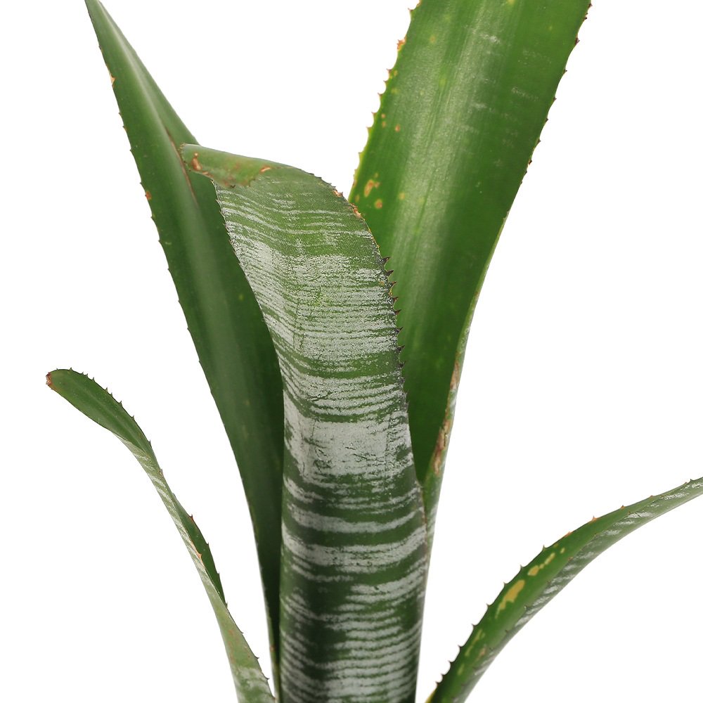 （観葉植物）ビルベルギア　’ユーチューブ’　タイ産　２号（１株）タンクブロメリア　ＣＲＣ15―30―20―22―00