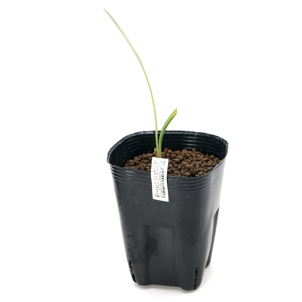 （ビオトープ）水生植物　クリビアｓｐ．南アフリカ　ロックデール産（クンシラン　君子蘭）３号（１ポット）湿生植物　ＣＲＣ15―55―10―00―00 6,772円