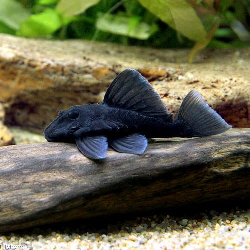 （熱帯魚）ブルーフィンパナクエ（ワイルド）（１匹）　北海道・九州航空便要保温　ＣＲＣ13―44―40―00―00